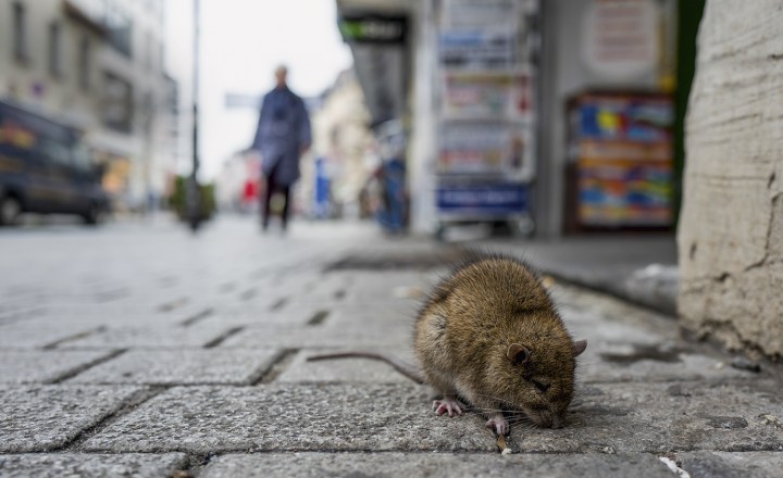 Nova York rato gigante é visto em loja 