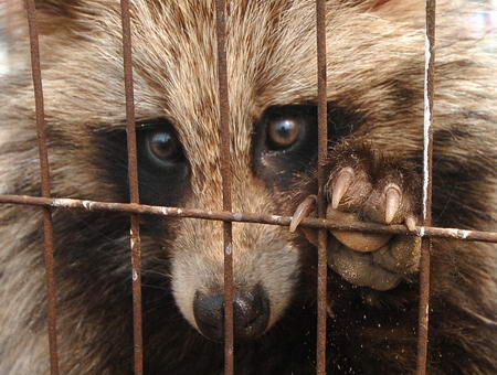 Animal conhecido como Cão-guaxinim preso numa gaiola