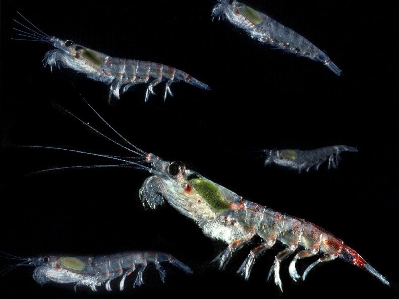 Pesquisadores encontraram microplásticos em krills (foto) e salpas no Oceano Antártico