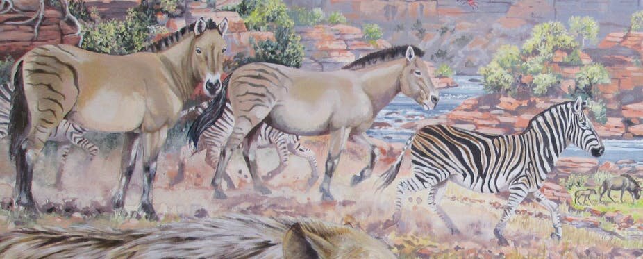 Ilustração das zebras gigantes do Cabo -