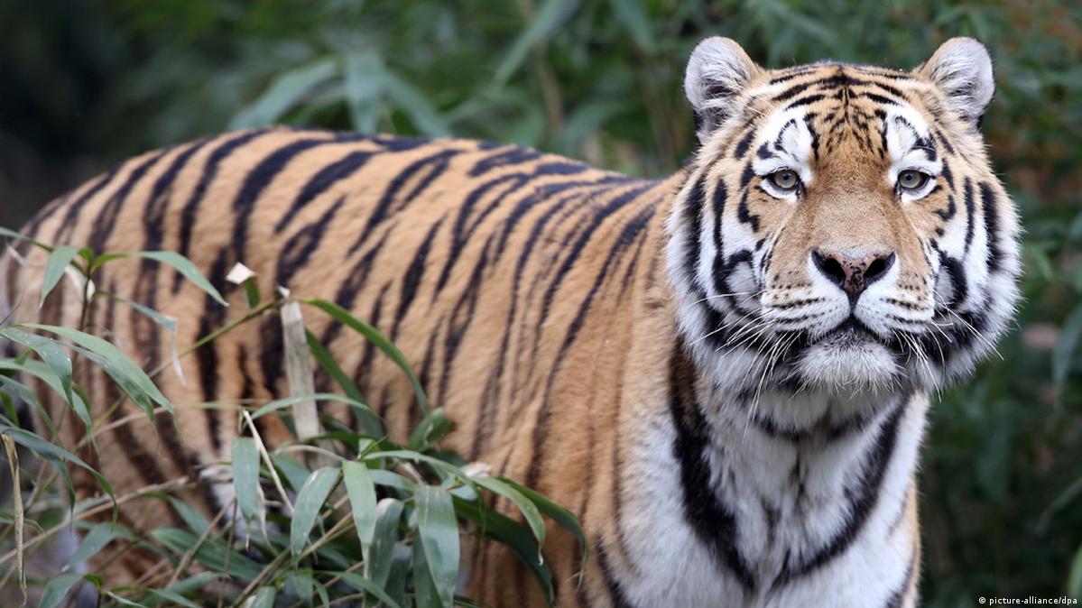 Todas as espécies de Tigre, incluindo os Tigres Siberianos, como o da imagem, foram avaliadas como espécies em risco de extinção. Estima-se que existam cerca de 3.900 Tigres Selvagens no mundo atualmente. -