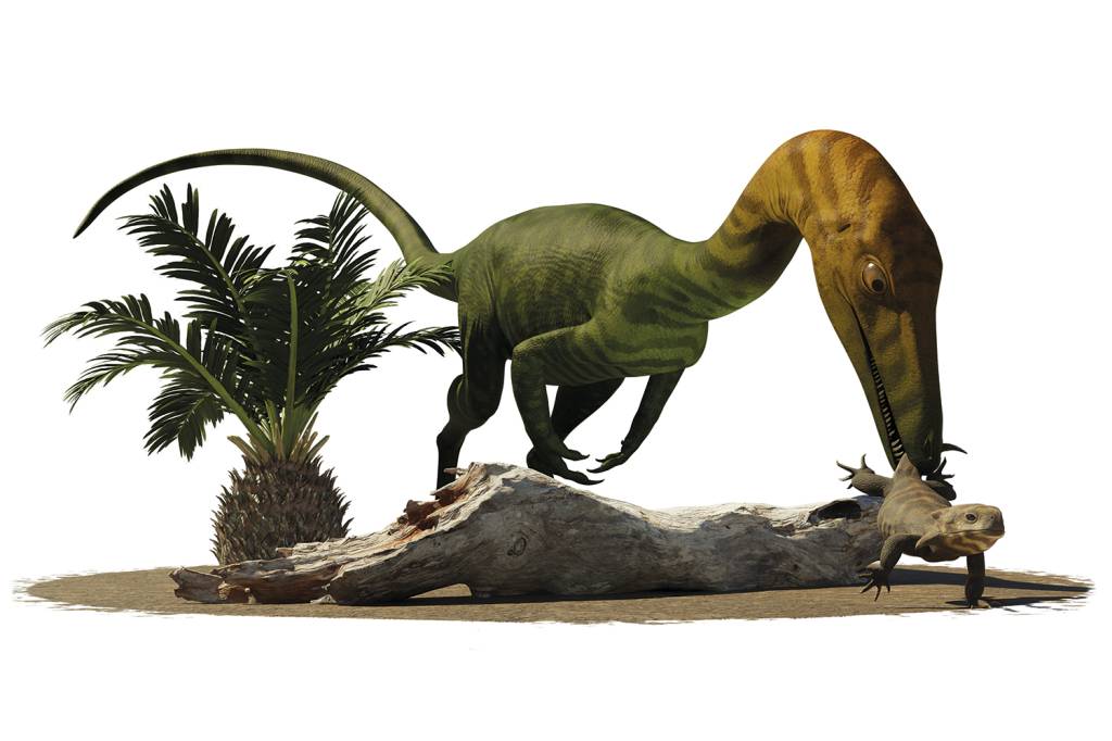 PREDADOR - O Erythrovenator caçou em terras brasileiras 225 milhões de anos atrás. Seu cardápio incluía o Brasilodon, criatura que é um dos ancestrais dos mamíferos. Ainda se discute se o animal tem parentesco com gigantes pescoçudos ou com carnívoros bípedes.