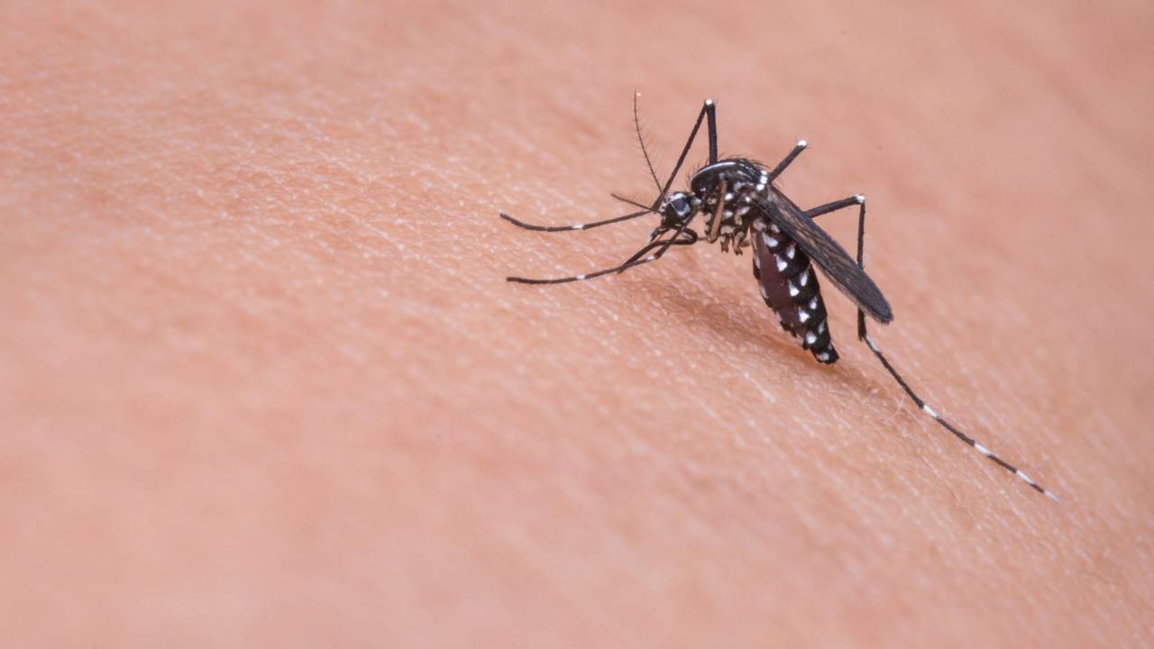 https://veja.abril.com.br/ciencia/fabrica-de-mosquitos-promete-reduzir-casos-de-dengue-zika-e-chikungunya/