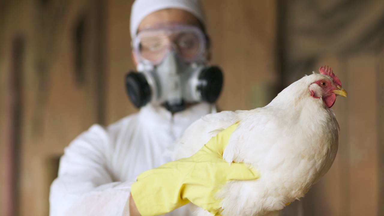 Bird Flu