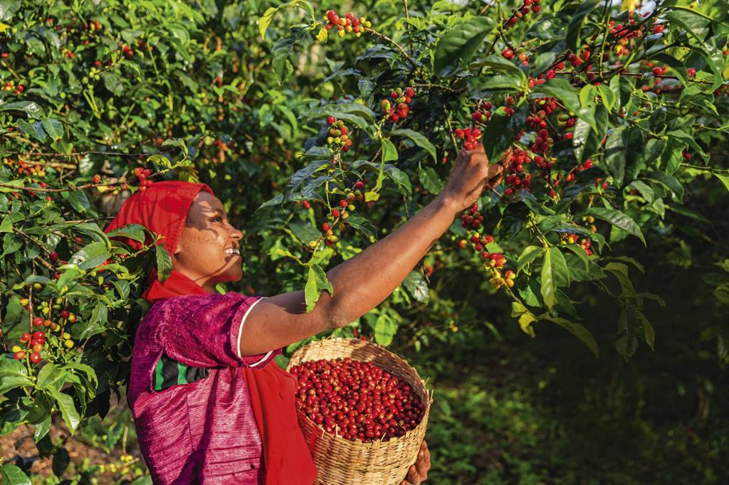 GettyImages-622071668.jpg POPULAR - Colheita de café na África: a substância já foi proibida, mas hoje é queridinha
