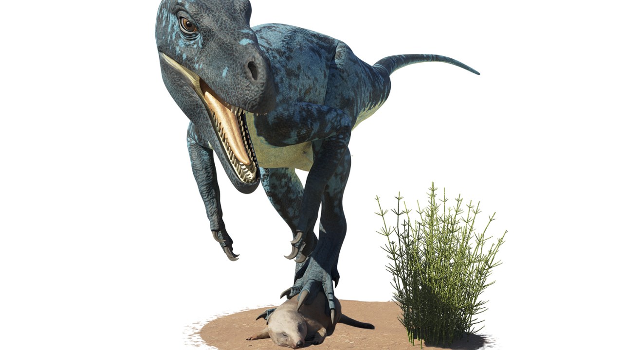 O MAIS ANTIGO - Com quase 233 milhões de anos de idade, o Staurikosaurus pricei é o dinossauro mais velho do mundo. Os vestígios foram encontrados no sul do Brasil em 1936. Hoje seu esqueleto está nos Estados Unidos.