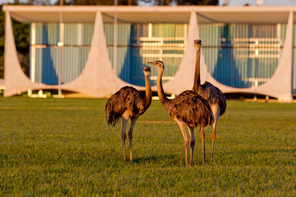 Carro tenta furar bloqueio que dá acesso ao Palácio da Alvorada