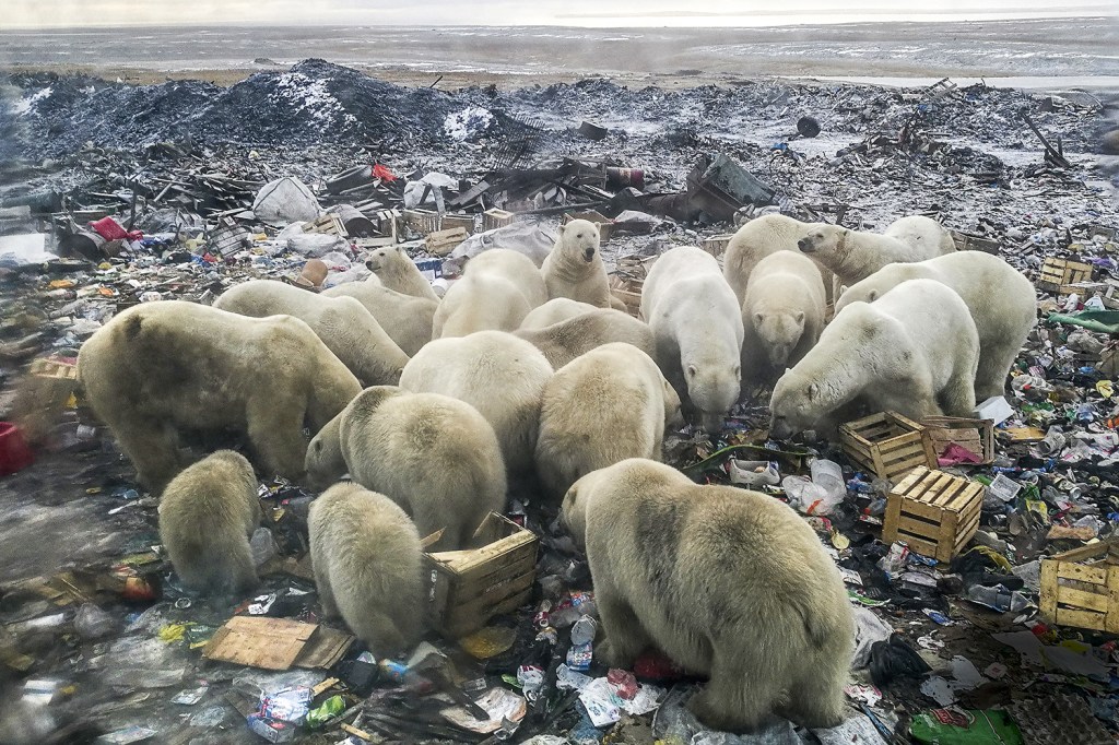 FOME - Ursos polares procuram comida no lixão: cena cada vez mais corriqueira