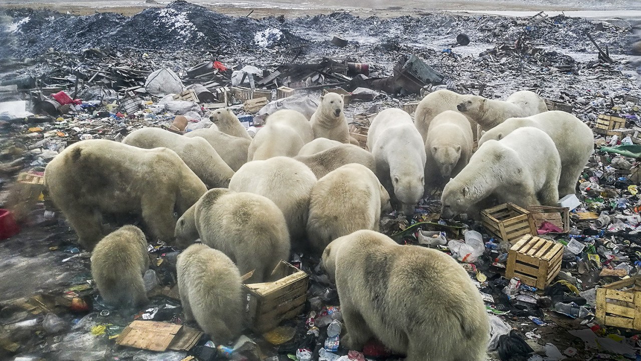 FOME - Ursos polares procuram comida no lixão: cena cada vez mais corriqueira