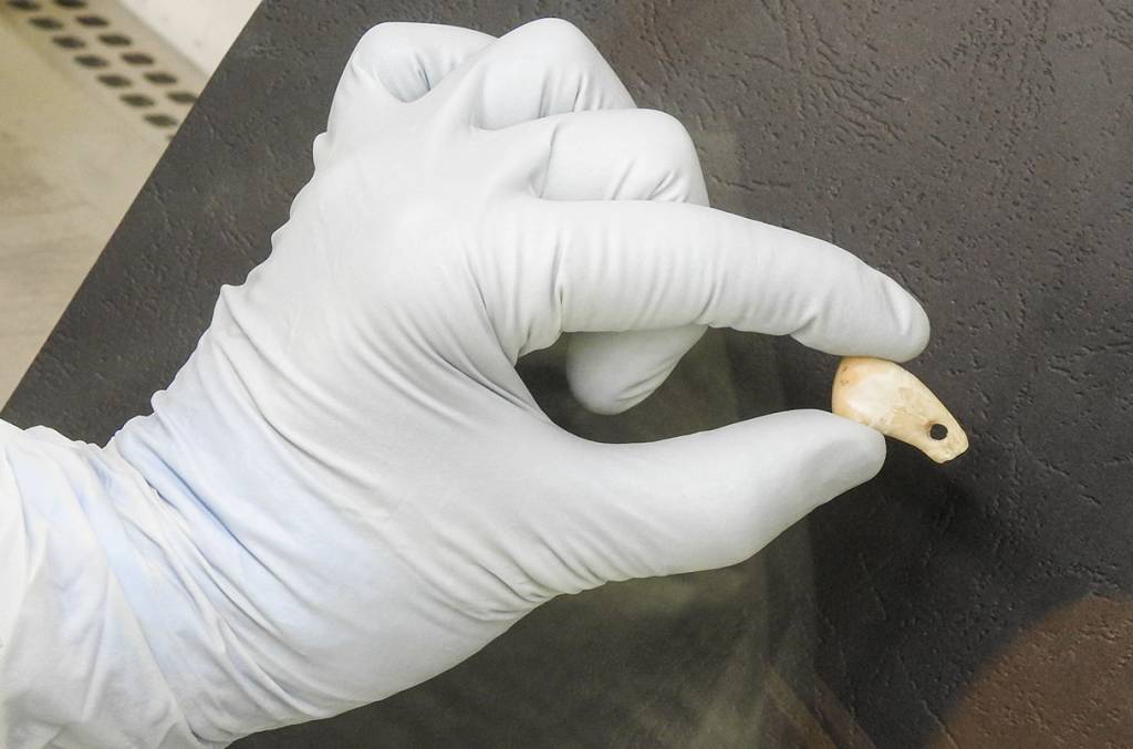 Pingente feito do dente de um cervo de onde foi extraído o DNA sequenciado