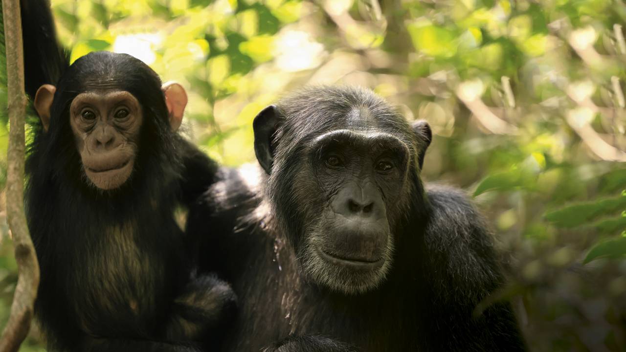 MATERNIDADE - Uma chimpanzé adulta e uma criança no Parque Nacional de Kibale: o papel das fêmeas é restrito