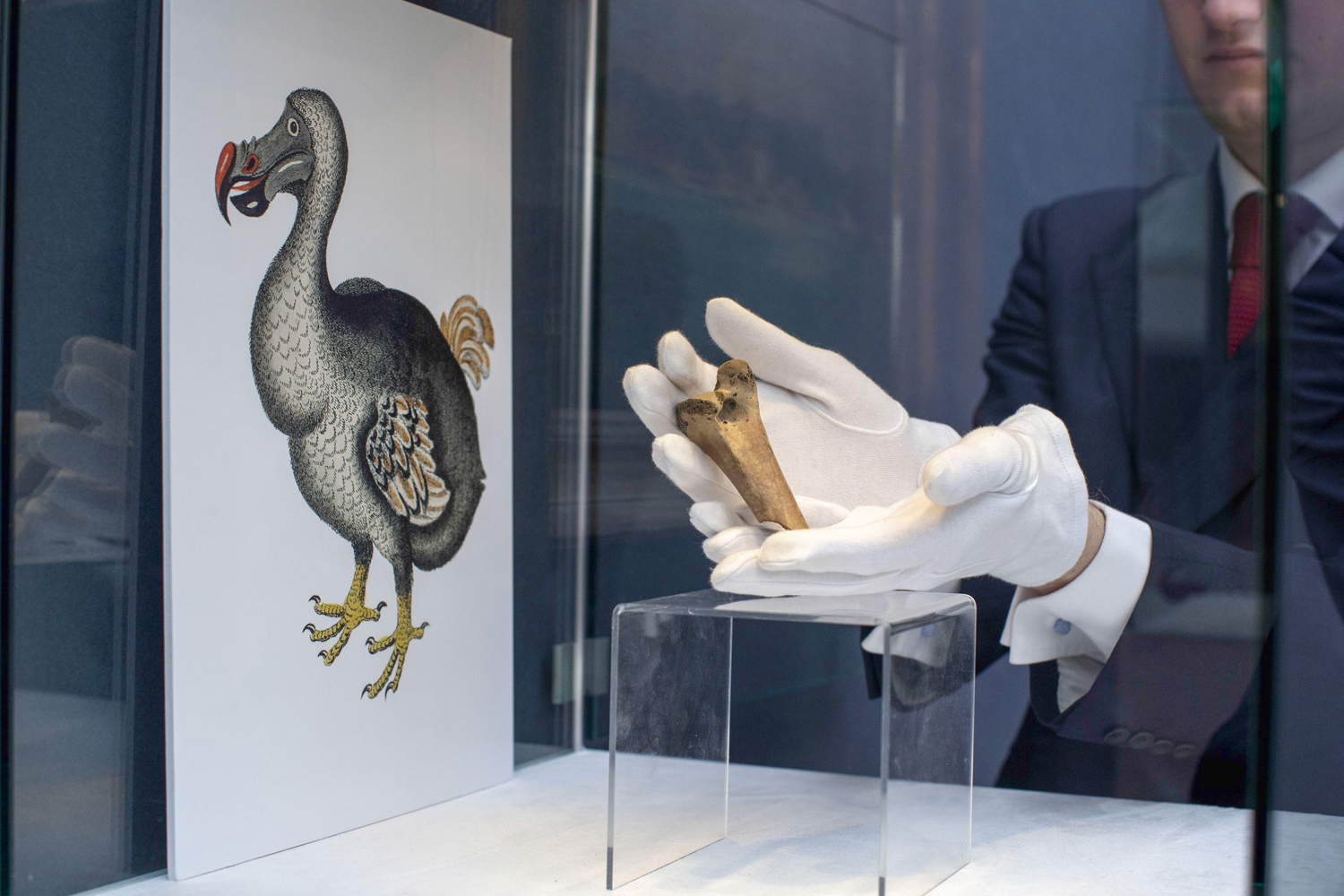 DE VOLTA - Fóssil da ave desaparecida no século XVII: novo animal será híbrido
