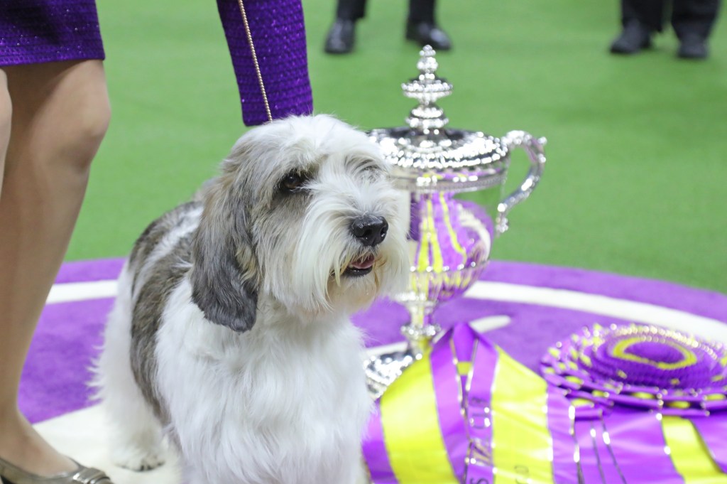 Buddy Holly superou outros 2.500 cães inscritos no 147º Westminster Kennel Club Dog Show, em Nova York -