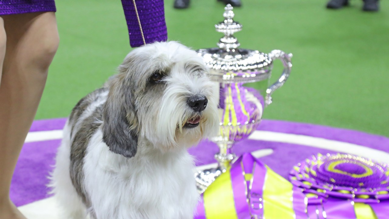 Buddy Holly superou outros 2.500 cães inscritos no 147º Westminster Kennel Club Dog Show, em Nova York -
