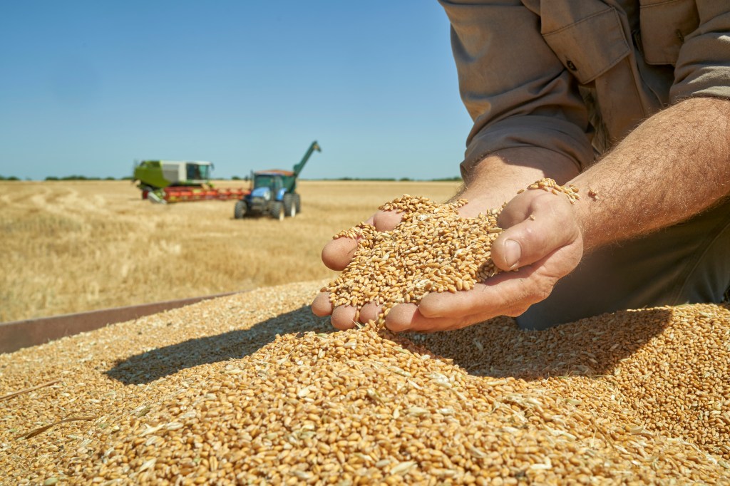 man pours wheat from hand to hand on the background of wheat field