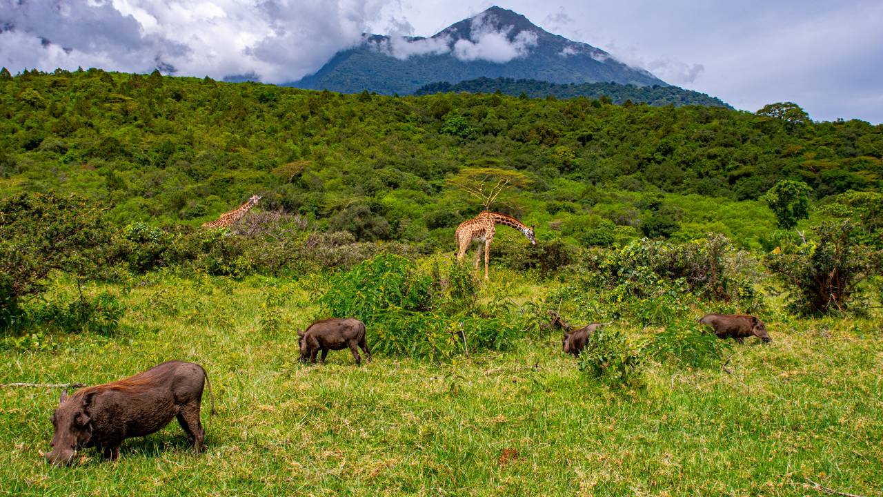 Estudo publicado na Nature sugere que biodiversidade entre mamíferos é maior do que previsto anteriormente