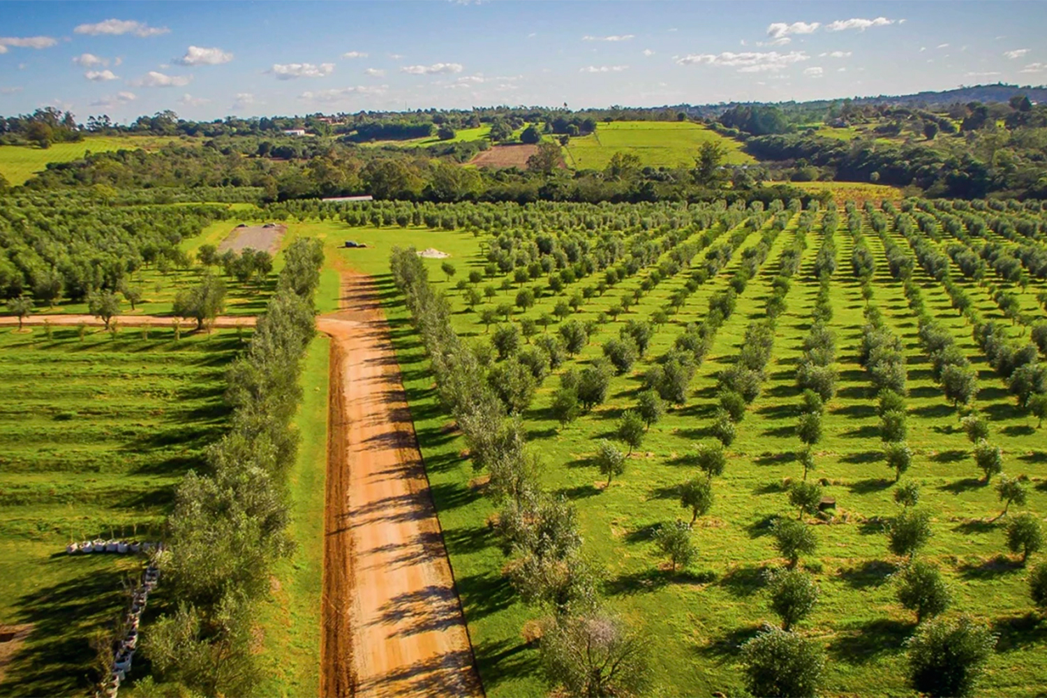 PRODUÇÃO RECENTE - Pomares em Triunfo: a olivicultura evoluiu no país com o apoio da Embrapa