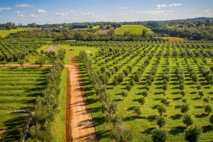 PRODUÇÃO RECENTE - Pomares em Triunfo: a olivicultura evoluiu no país com o apoio da Embrapa