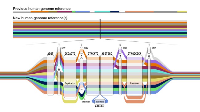 Diagrama que mostra a estrutura do novo pangenoma de referência -