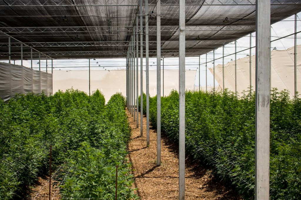 Abrace tem a maior plantação legal de cannabis do país