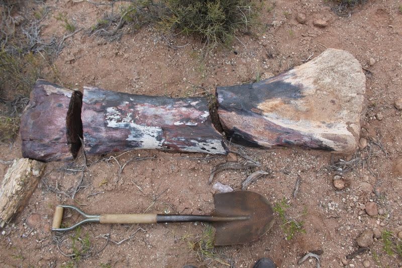 A bone that belonged to a "Chucarosaurus Diripienda", a newly discovered gigantic species of long-necked herbivorous dinosaur, is pictured next to a shovel, in Pueblo Blanco Nature Reserve, in Rio Negro, Argentina October 16, 2019. Nicolas Chimento/Museo Argentino de Ciencias Naturales/Handout