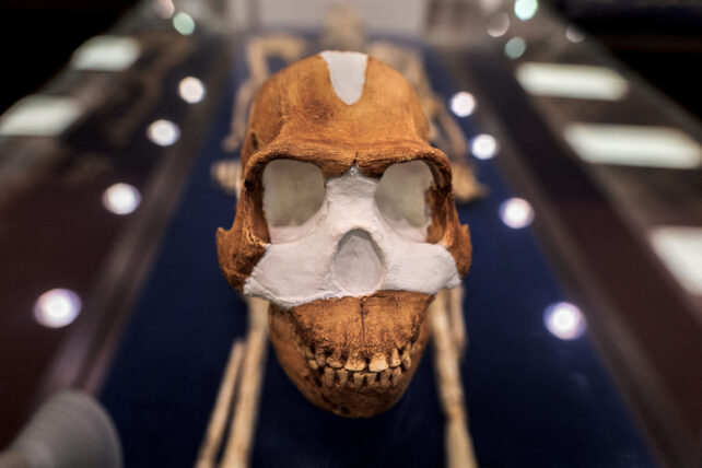 Crânio de Homo naledi encontrado na África do Sul