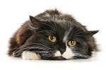 11-sinais-que-seu-gato-esta-doente