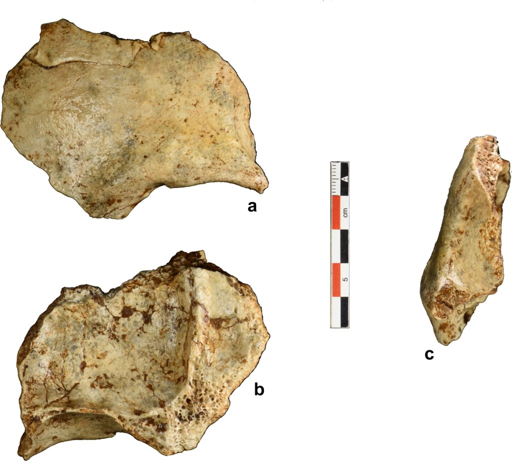 ARQUEOLOGIA - diferentes ângulos do osso frontal, da região entre testa e olhos, encontrado na caverna