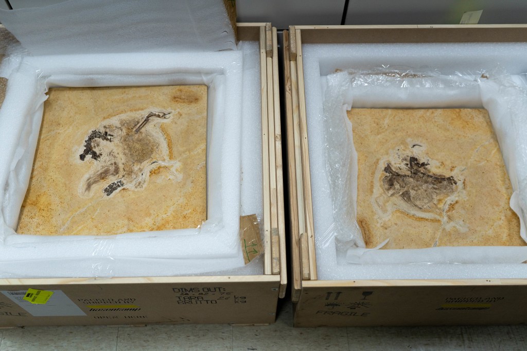 Caixas com placas contendo o fóssil do Ubirajara jubatus, primeiro dinossauro não-aviário com estruturas semelhantes a penas encontrado na Bacia do Araripe, no Ceará -
