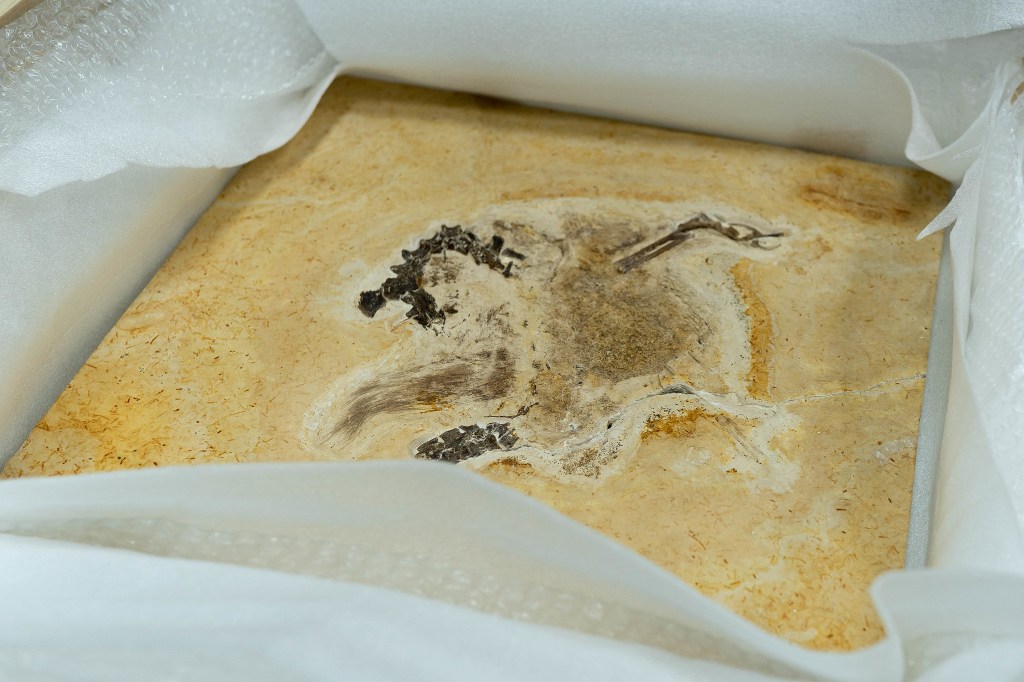 Caixa com o fóssil do Ubirajara jubatus, que chegou ao Brasil neste domingo, 4 -
