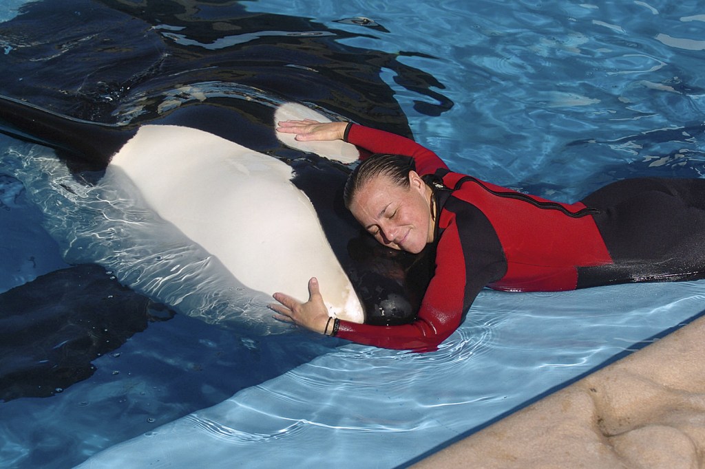 RARIDADE - Dawn e uma orca do Sea World: treinadora foi morta por animal