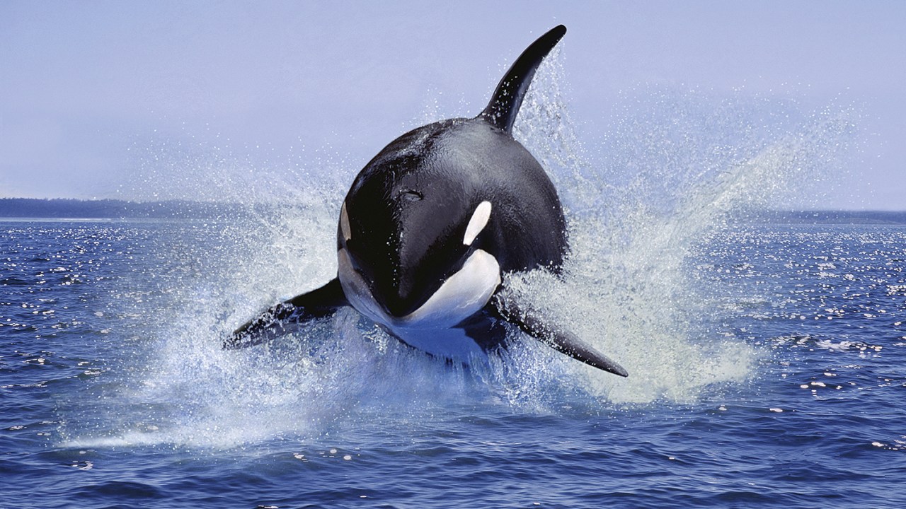 NO MAR - Em ação: fortes, ágeis e inteligentes, elas são capazes de predar outras espécies marinhas, incluindo baleias
