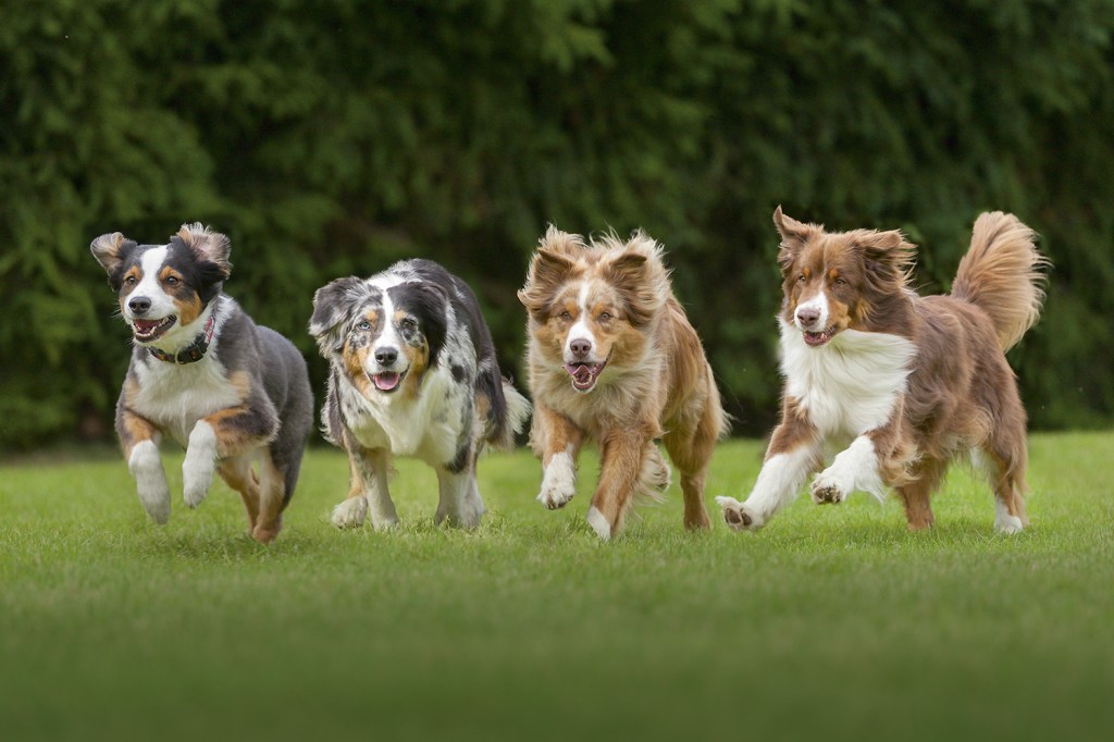 MATILHA - Convívio em grupo: resguardo para a saúde dos pets