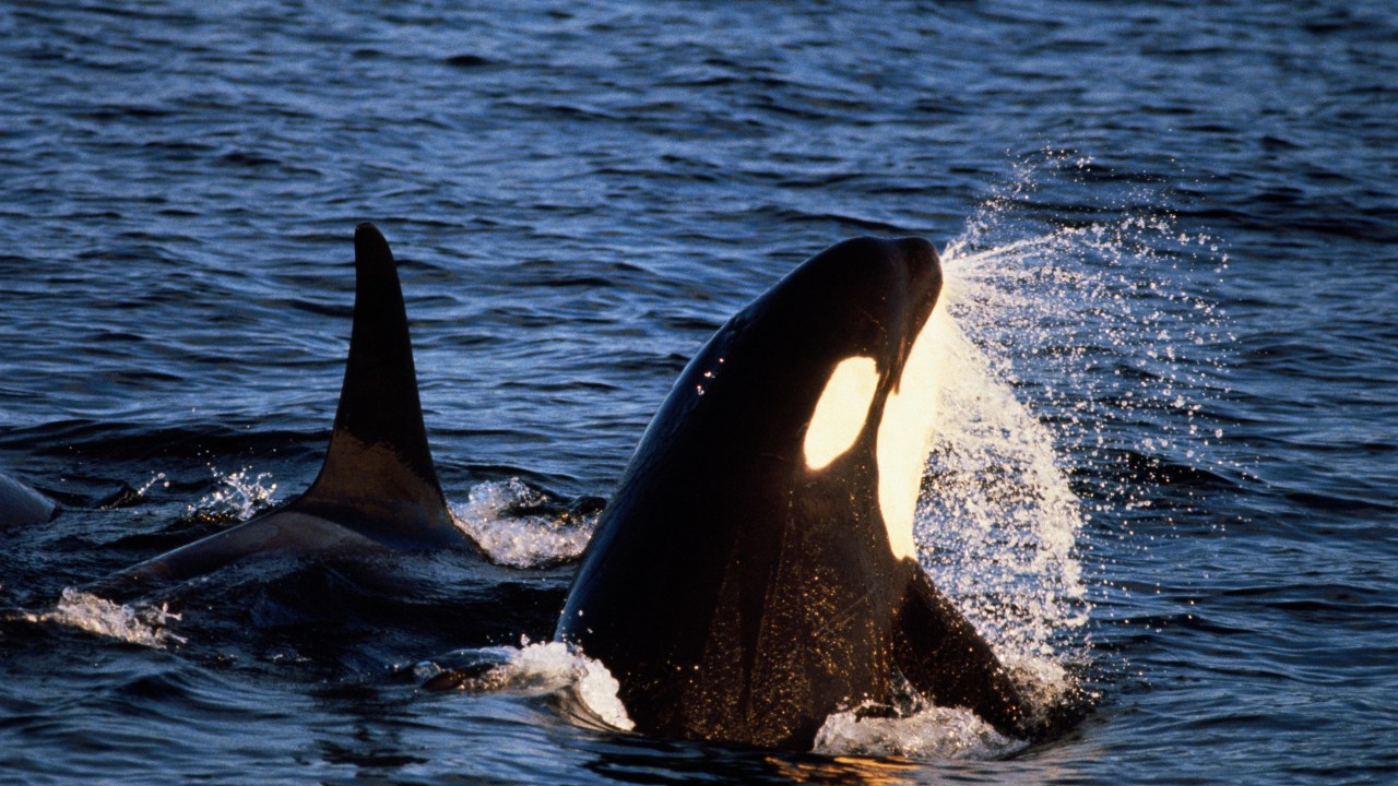 Killer whales (Orcinus orca), Glacier Bay National Park, Alaska, USA