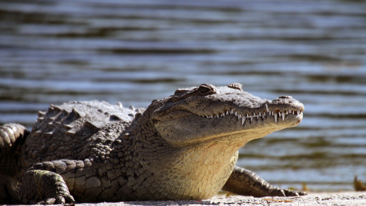 Crocodilo da espécie Crocodylus acutus, a mesma que se reproduziu sem parceiro na Costa Rica