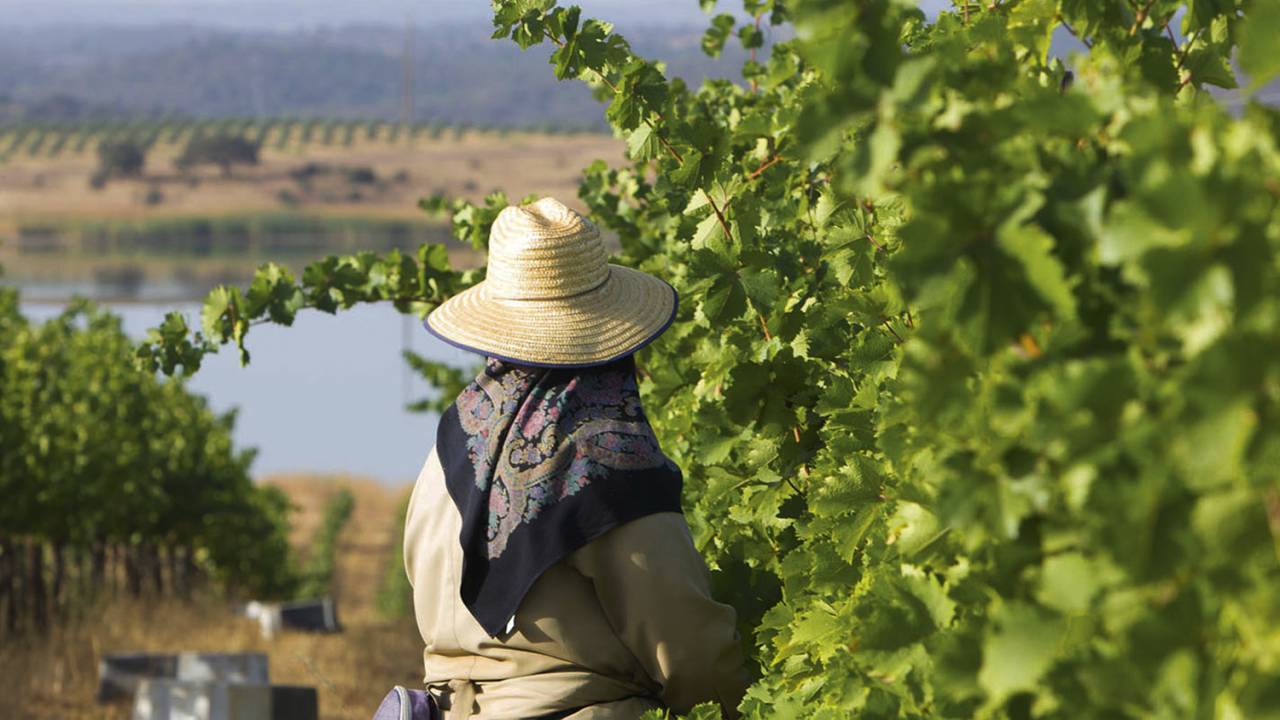REFERÊNCIA - O Esporão, na região do Alentejo, em Portugal: responsável por 18% de todo o vinho orgânico do país
