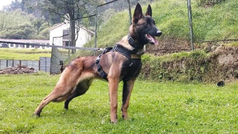 Colômbia suspende buscas por Wilson, cão que resgatou crianças perdidas