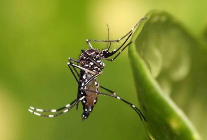 aedes aegypti