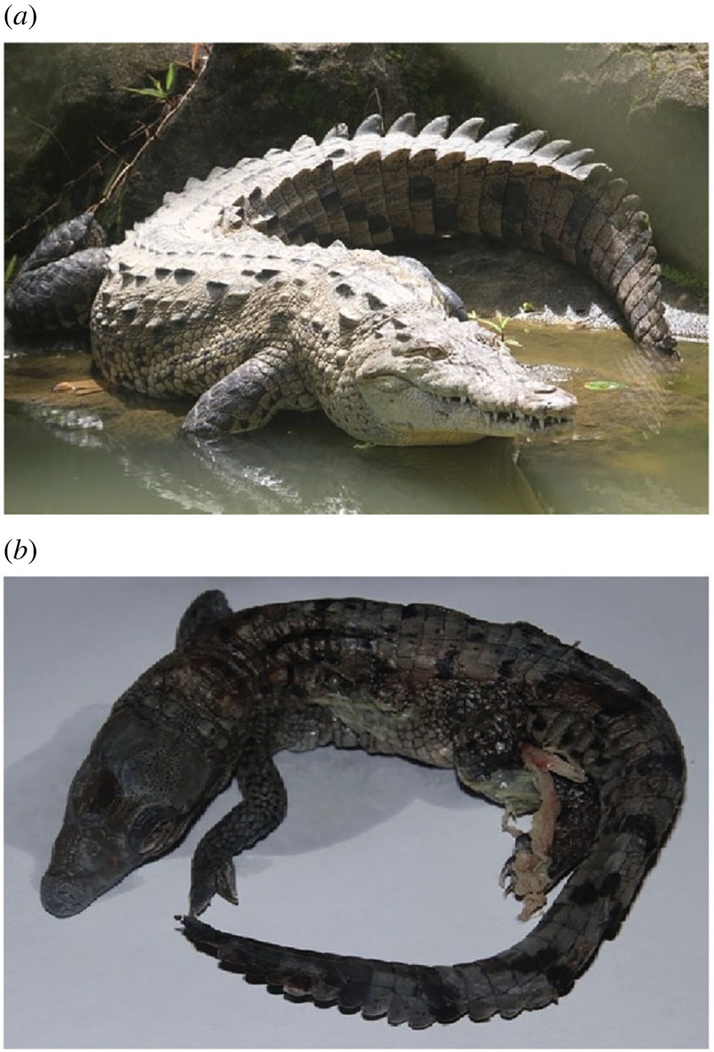 a) crocodilo fêmea que conseguiu se reproduzir individualmente; b) feto formado com material genético idêntico ao da mãe