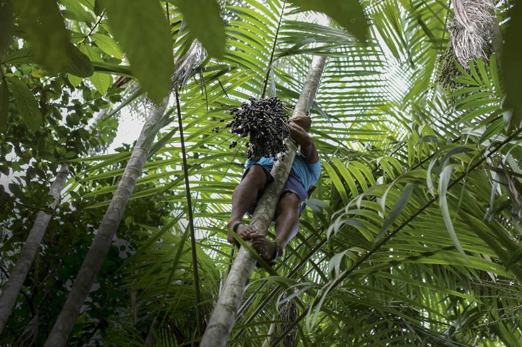 FRUTA POP - Colheita de açaí em área florestal: o fruto da palmeira do mesmo nome caiu no gosto popular e hoje movimenta 15 bilhões de dólares em exportações para o mundo todo, sendo usado até em cosméticos