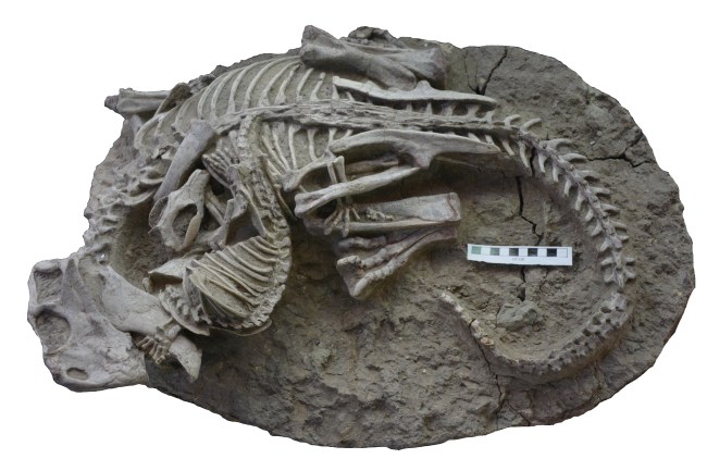Registro fóssil da briga entre Psitacossauro (dinossauro) e Repenomamus (mamíferos) -