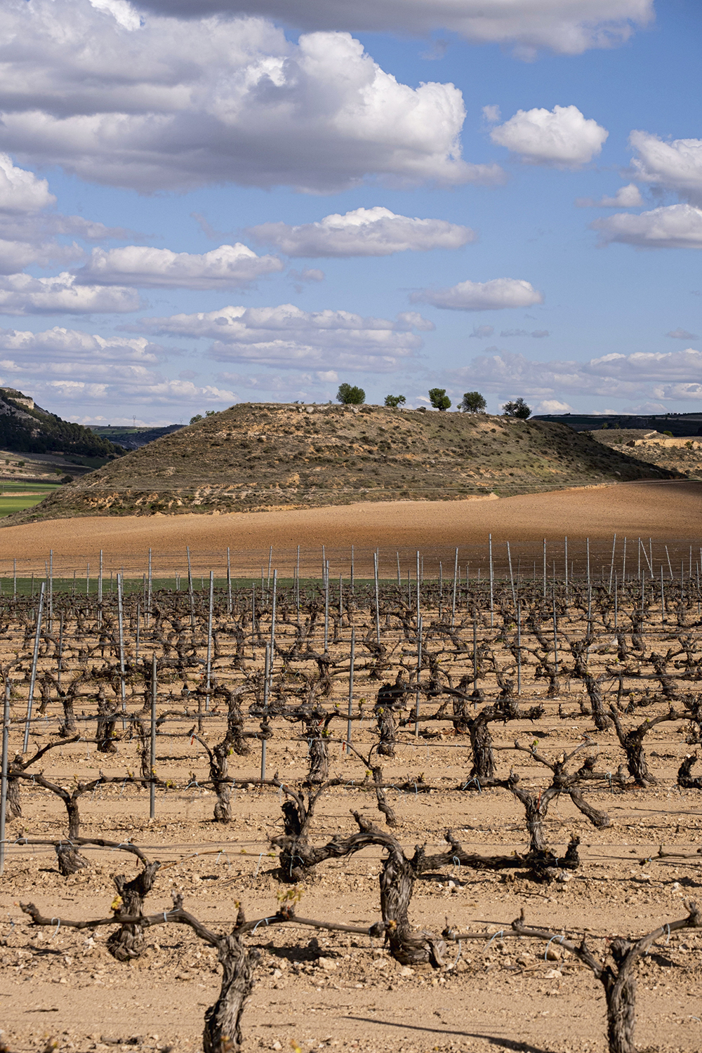 ATÉ O VINHO - Seca domina a paisagem na Espanha: sem uvas, a safra deste ano ficará comprometida