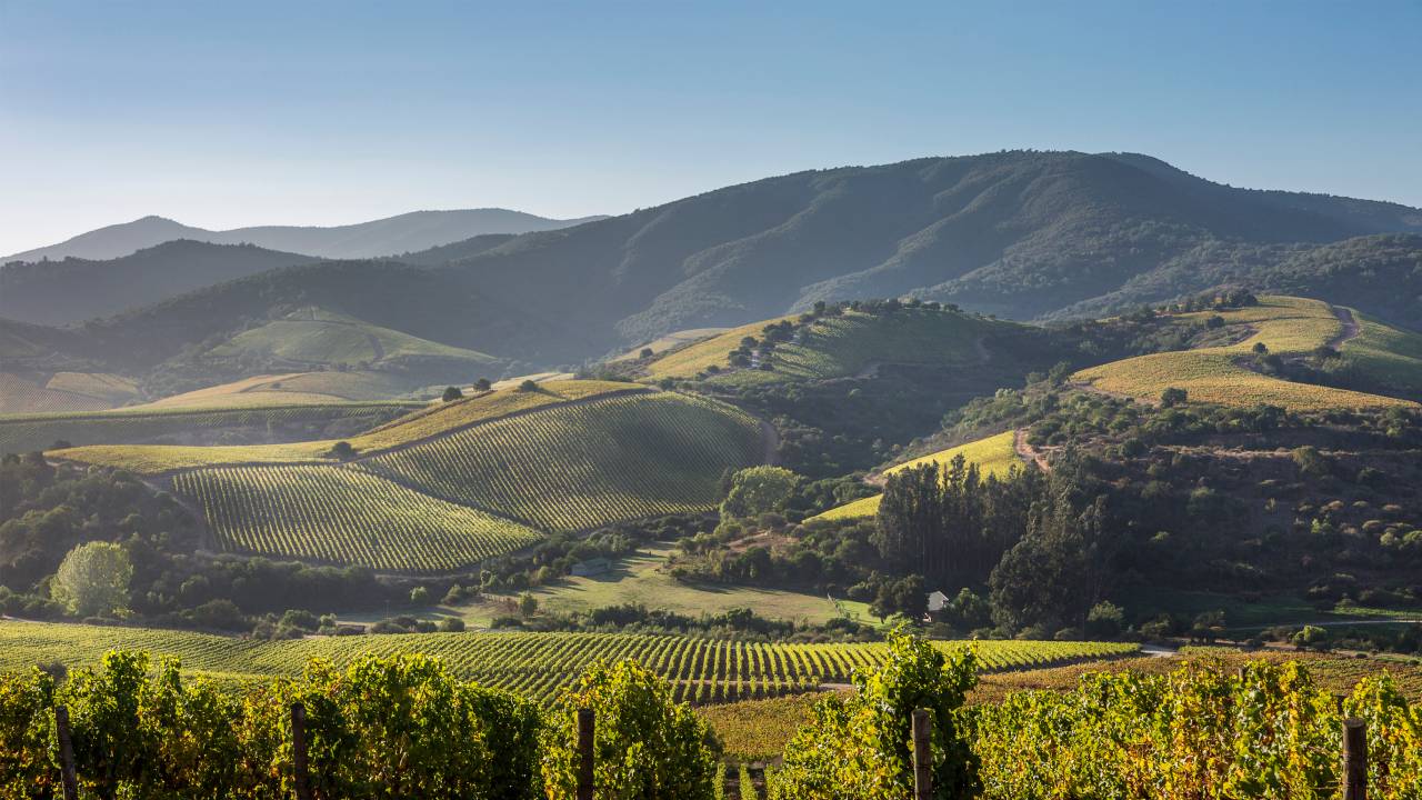 Valle do Aconcágua, onde fica a vinícola Arboleda, é um dos terroirs ainda pouco conhecidos do Chile -