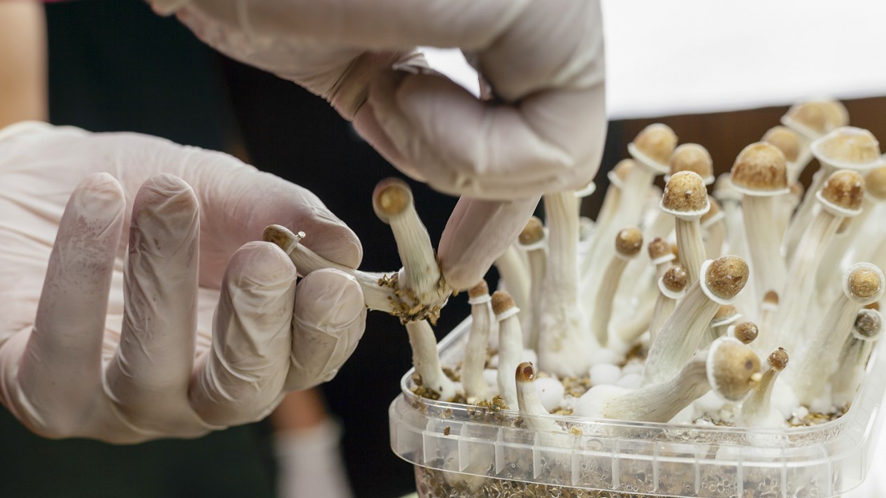 ALTERNATIVA - Psilocibina: a Austrália se torna o primeiro país a legalizar a substância ativa dos “cogumelos mágicos”