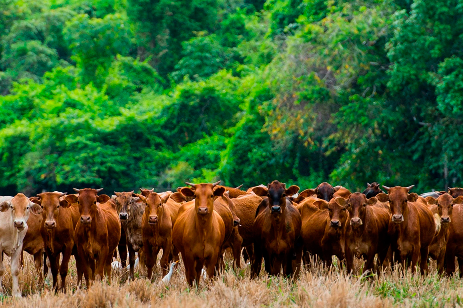 CERTIFICAÇÃO - Europa quer garantia de que carne não vem de área desmatada