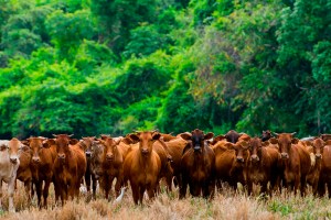 CERTIFICAÇÃO - Europa quer garantia de que carne não vem de área desmatada