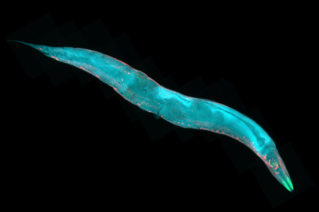 NEMÁTODO - C. elegans: verme terrestre pertence a mesma família do animal reanimado após 46 mil anos dormente