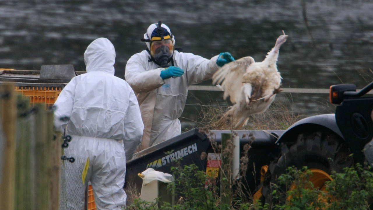 DISS, UNITED KINGDOM - NOVEMBER 13: DEFRA (Department for Environment, Food and Rural Affairs) workers clear up dead turkey carcasses at Redgrave Park Farm where around 2,600 birds, including ducks and geese, are being slaughtered following the confirmed outbreak of the H5 strain of bird flu, on November 13, 2007 in Redgrave, Suffolk, near Diss, Norfolk, England. A 3km protection zone and a 10km surveillance zone has been established around the infected premises. Following further tests, DEFRA has announced at a press conference that this particular virus does contain the highly infectious H5N1 substrain of Aviation Influenza (the fourth outbreak H5N1 in the UK this year), which in rare cases can spread to other species, including humans. (Photo by Jamie McDonald/Getty Images)