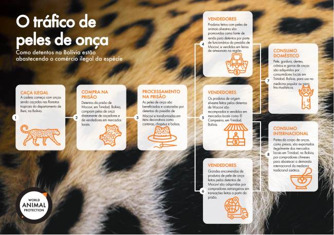 Proteção Animal Mundial_Infográfico Onças Bolívia_Paisagem_page-0001 Infográfico descrevendo a cadeia de comércio ilegal de vida selvagem