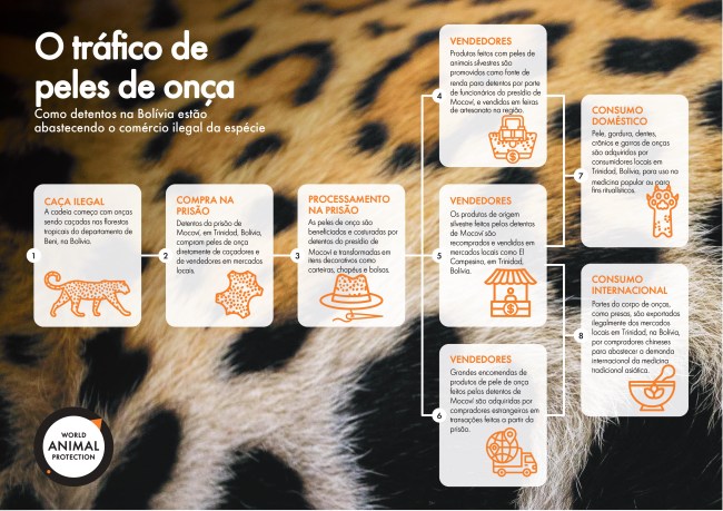 Infográfico descrevendo a cadeia de comércio ilegal de vida selvagem